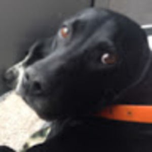 Meet your Posher, Otto